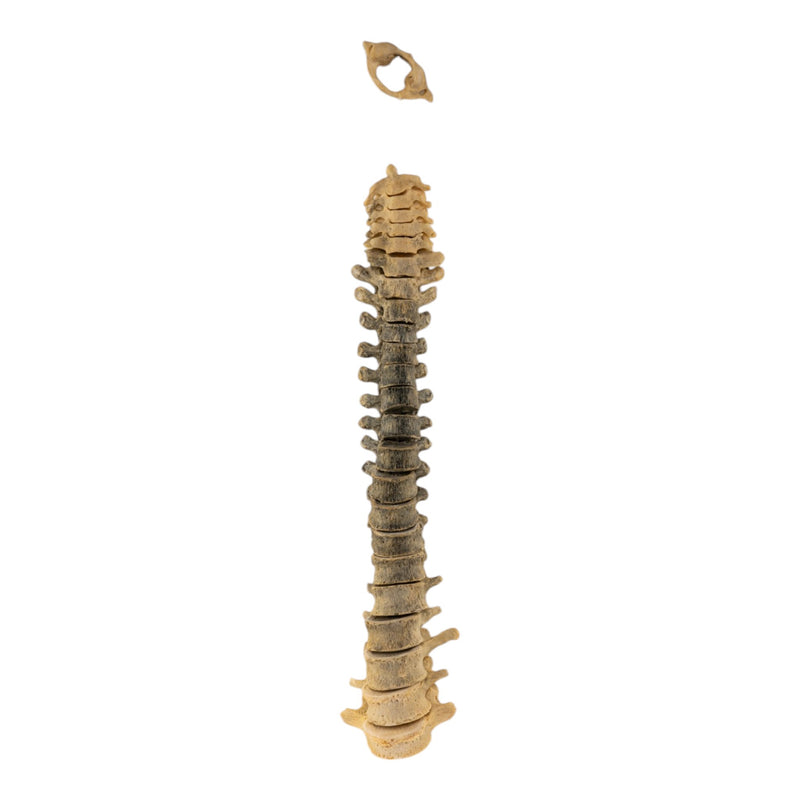 Real Human Spine - Loosely Strung