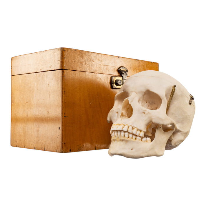 Real Human Skull with Carrying Case