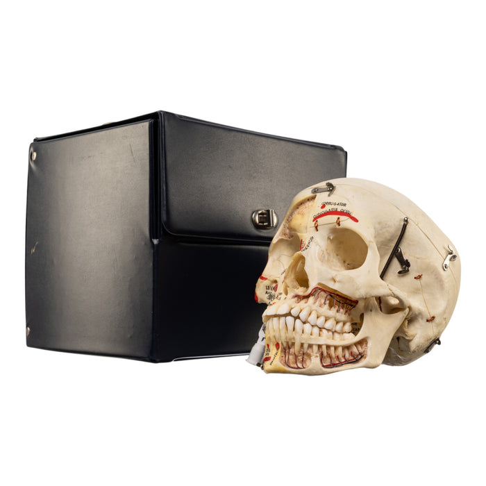 Real Human Skull - Dissected - with Carrying Case