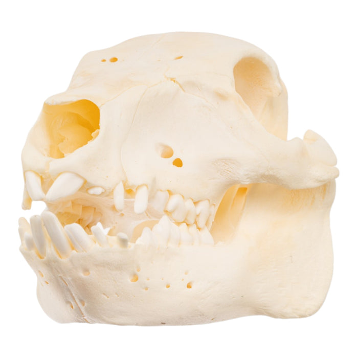 Real Adolescent Domestic Pig Skull