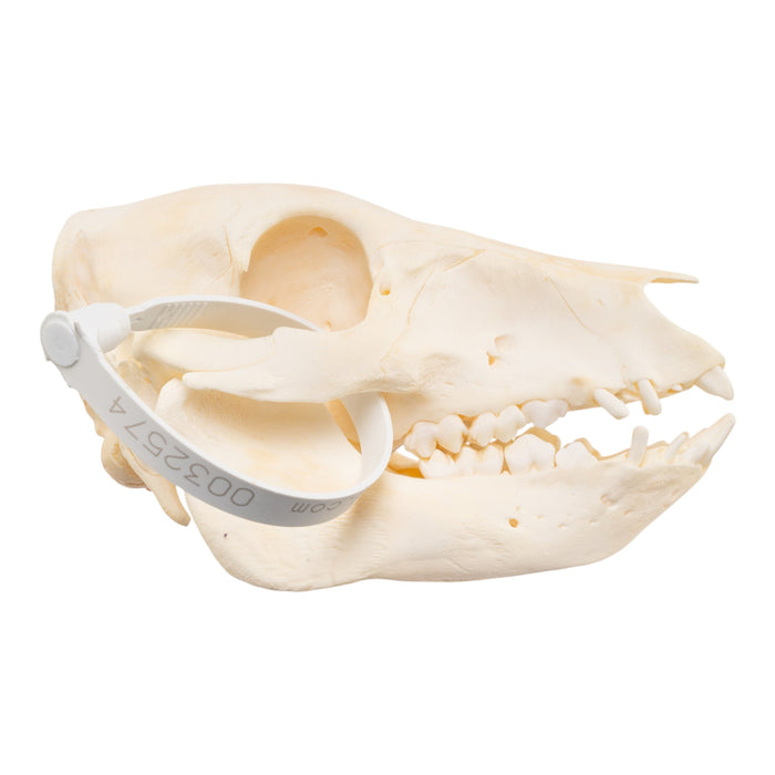 Real Adolescent Domestic Pig Skull
