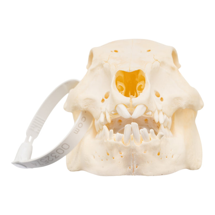 Real Adolescent Domestic Pig Skull