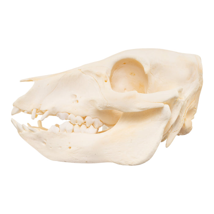 Real Adolescent Domestic Pig Skull