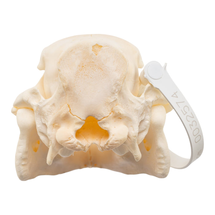 Real Adolescent Domestic Pig Skull