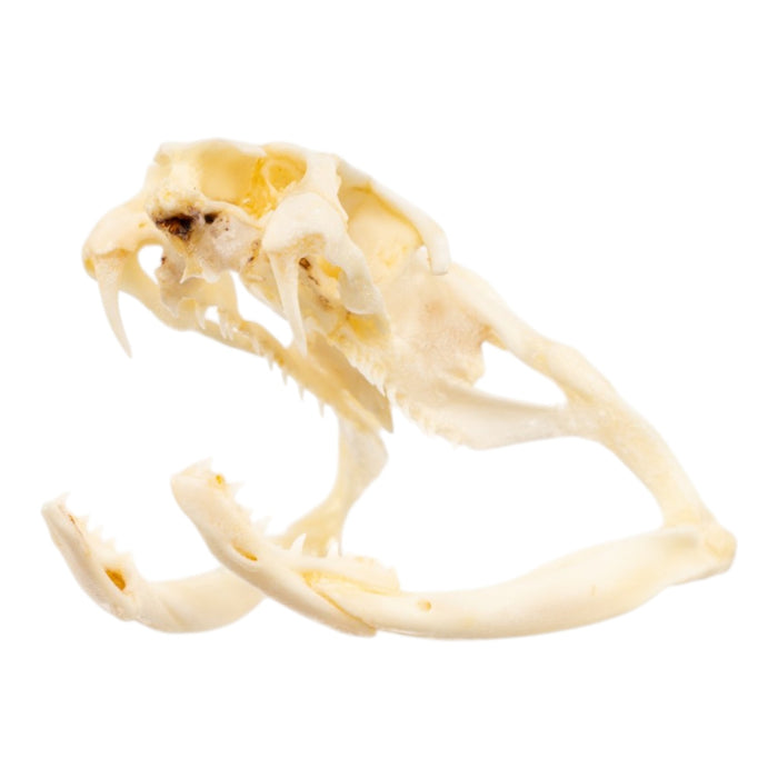 Real King Cobra Skull