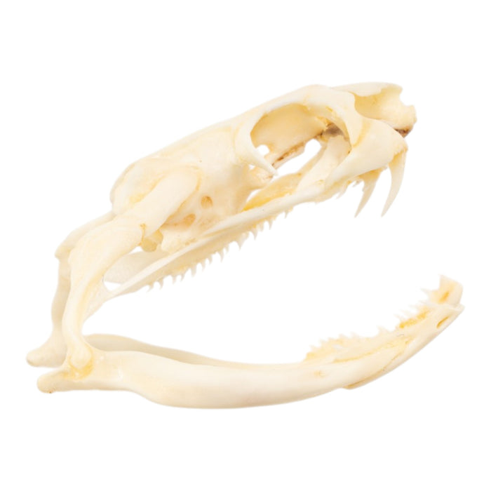 Real King Cobra Skull