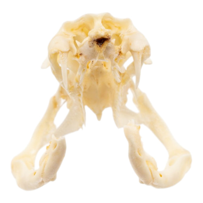 Real King Cobra Skull