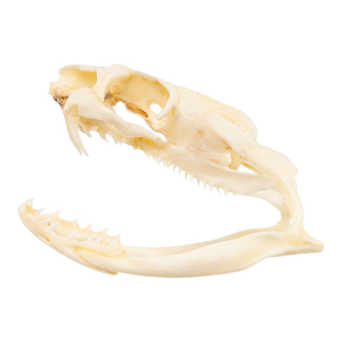 Real King Cobra Skull
