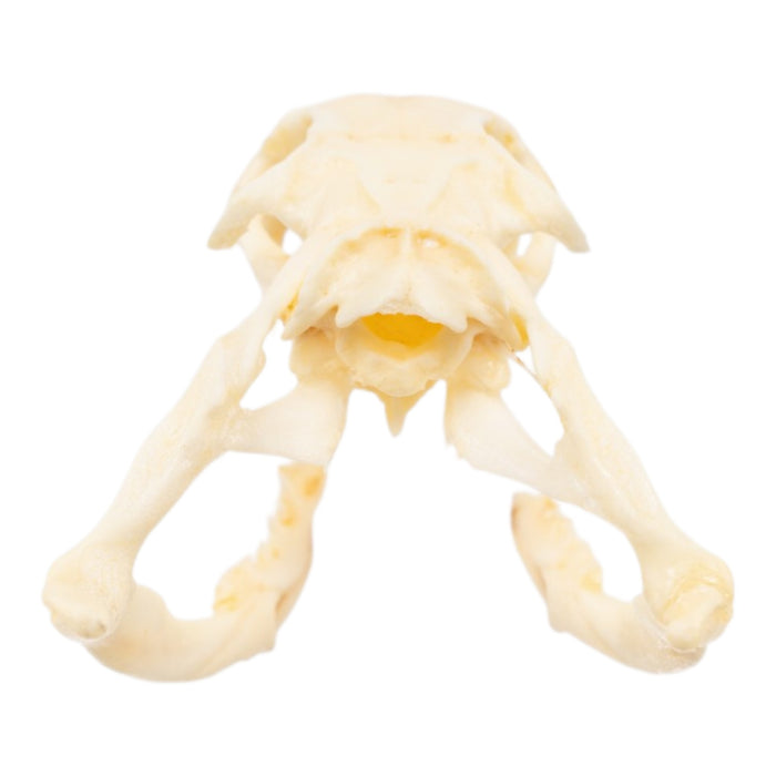 Real King Cobra Skull