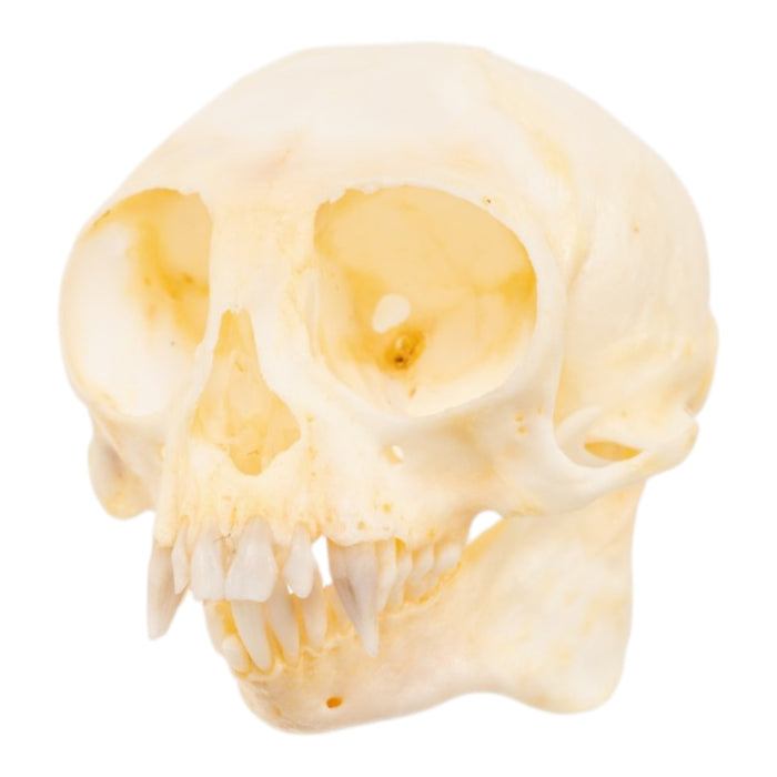 Real Common Marmoset Skull