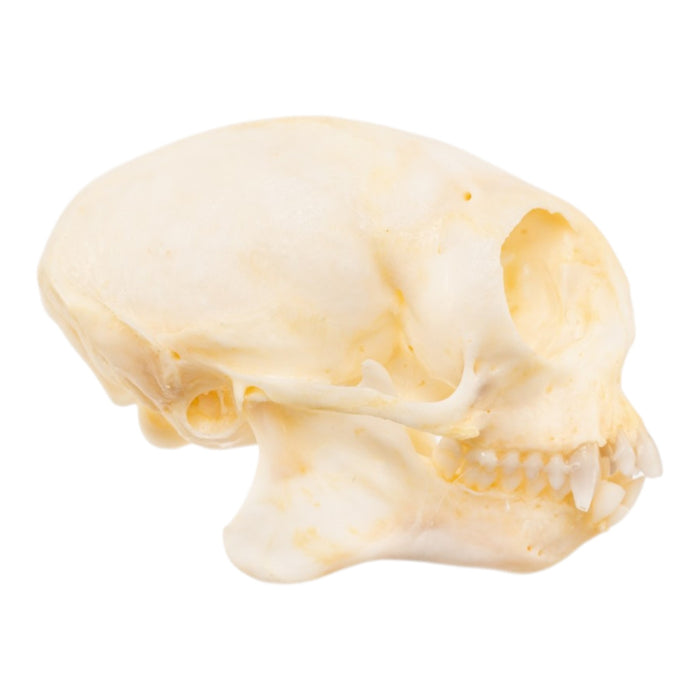 Real Common Marmoset Skull