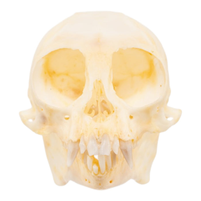 Real Common Marmoset Skull