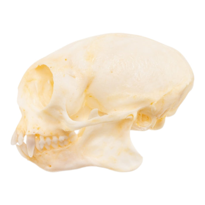 Real Common Marmoset Skull