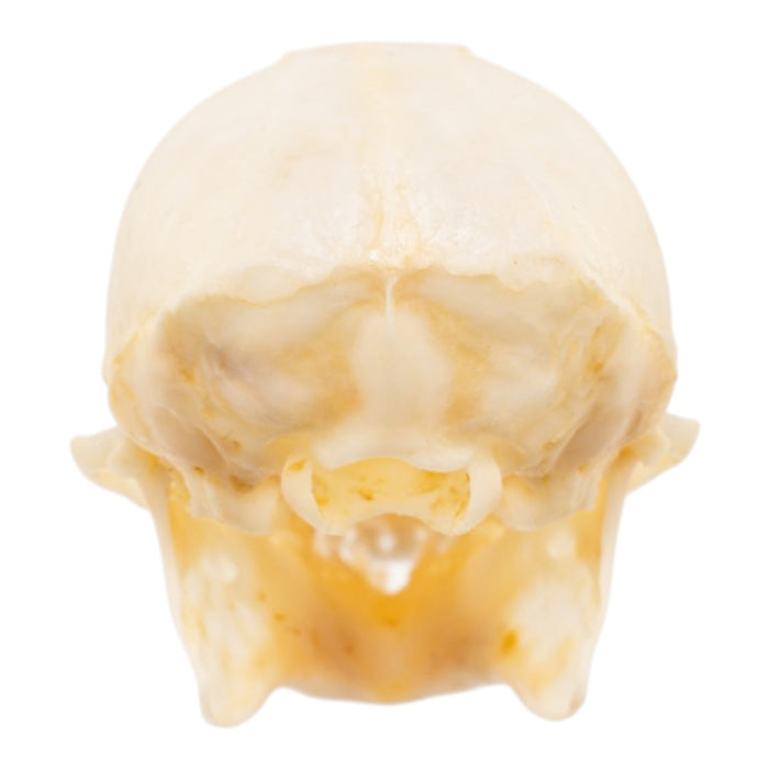 Real Common Marmoset Skull