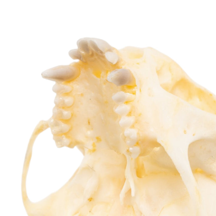 Real Common Marmoset Skull