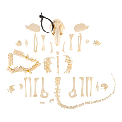 Real Opossum Skeleton - Disarticulated