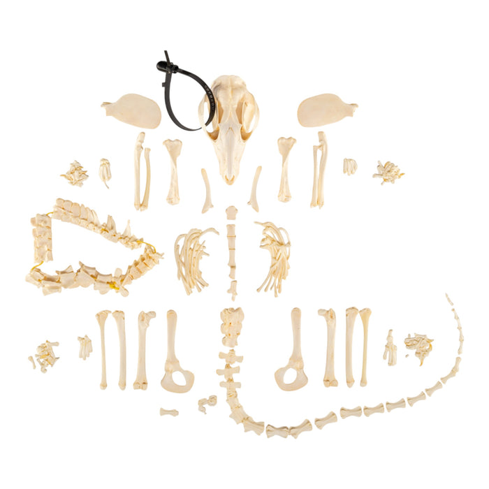 Real Opossum Skeleton - Disarticulated