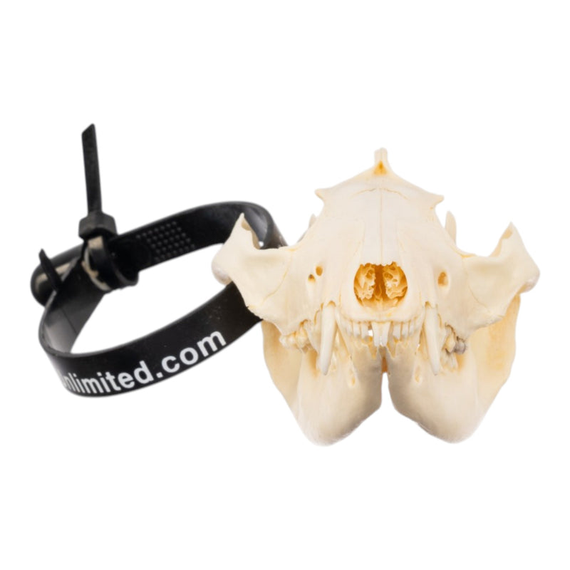 Real Opossum Skeleton - Disarticulated