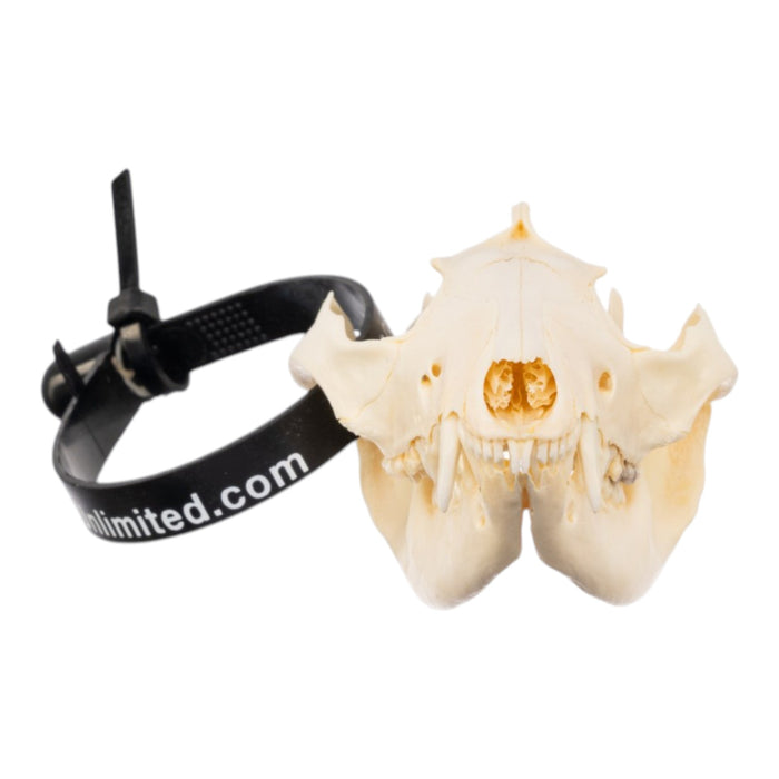 Real Opossum Skeleton - Disarticulated