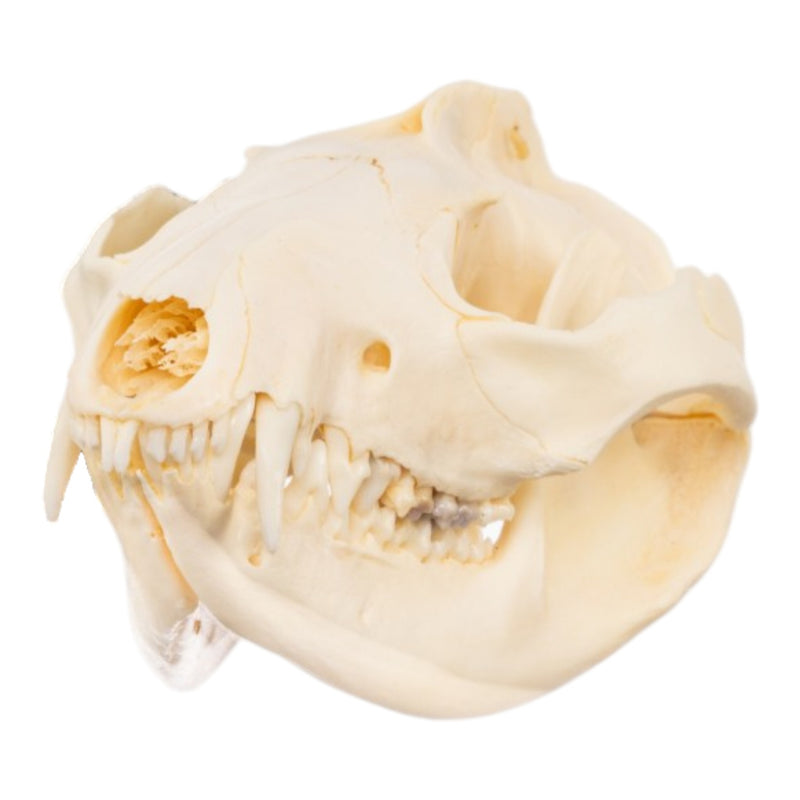 Real Opossum Skeleton - Disarticulated
