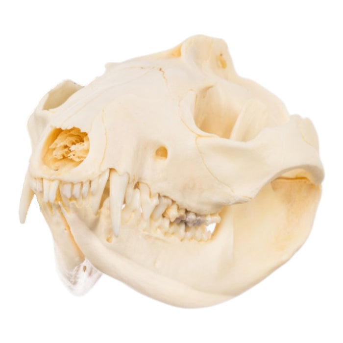 Real Opossum Skeleton - Disarticulated