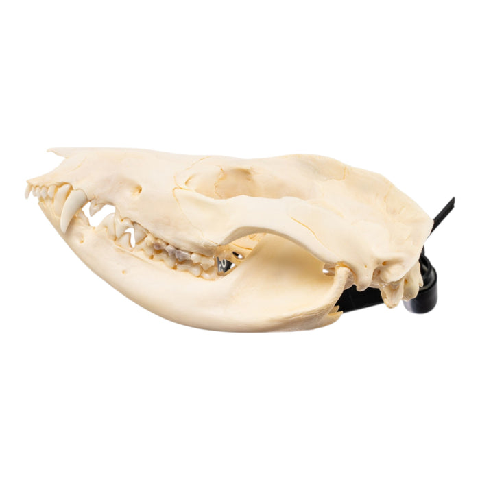 Real Opossum Skeleton - Disarticulated