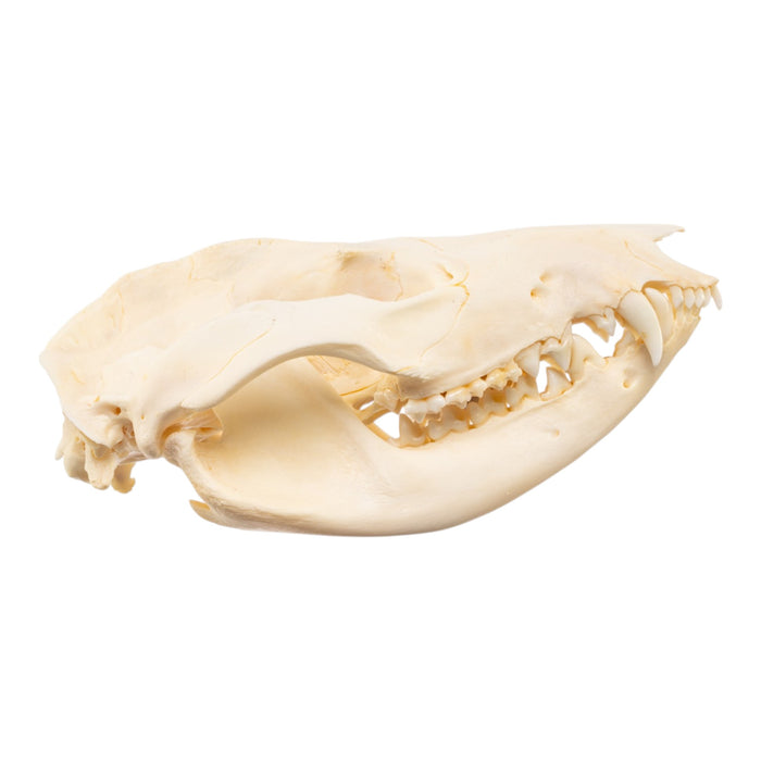 Real Opossum Skeleton - Disarticulated