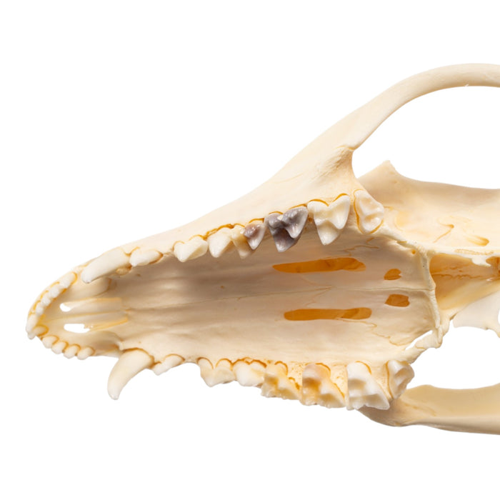 Real Opossum Skeleton - Disarticulated