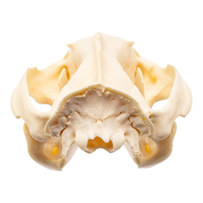 Real Opossum Skeleton - Disarticulated