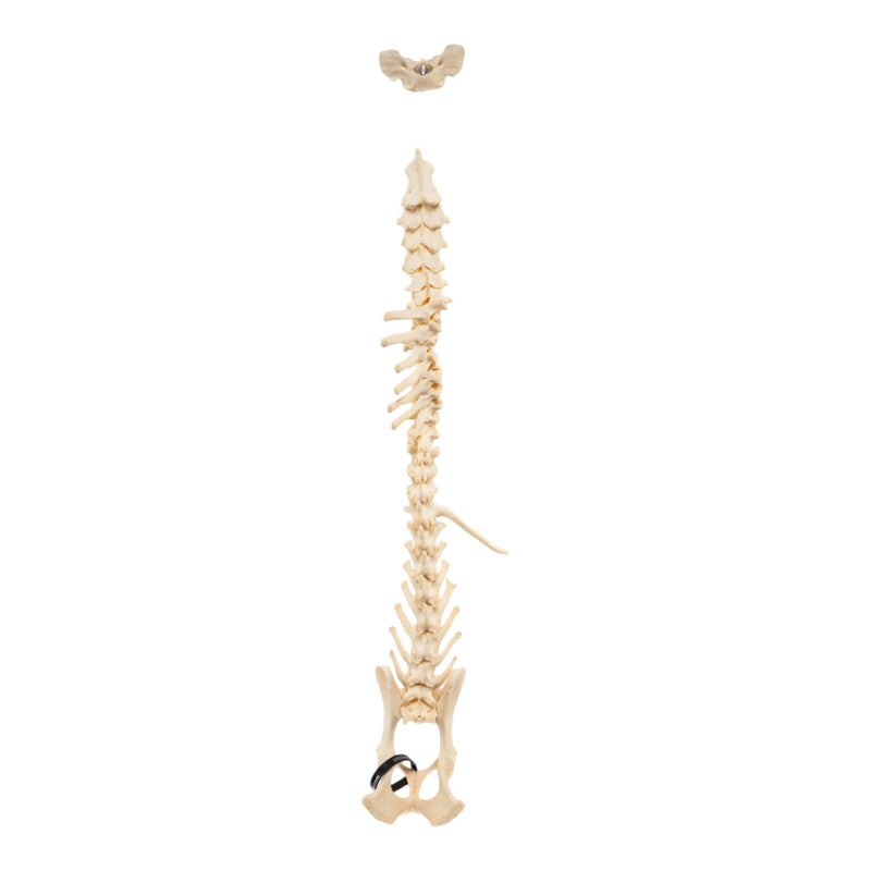 Real Loosely Strung Domestic Dog Spine, Pelvis, and Sacrum