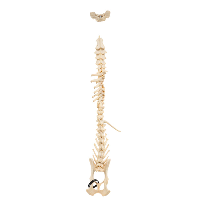 Real Loosely Strung Domestic Dog Spine, Pelvis, and Sacrum