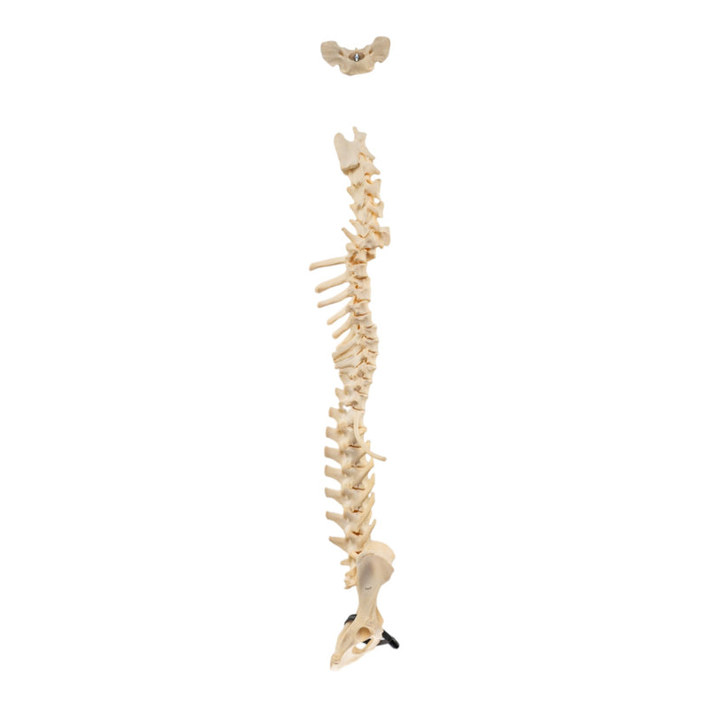 Real Loosely Strung Domestic Dog Spine, Pelvis, and Sacrum