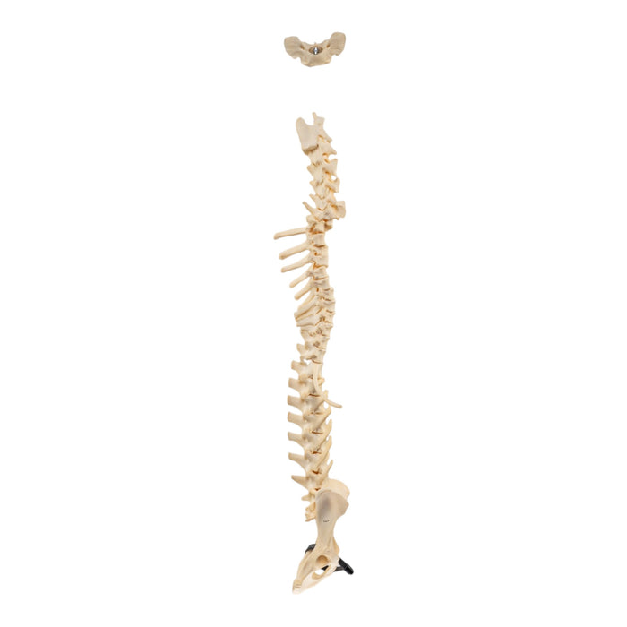 Real Loosely Strung Domestic Dog Spine, Pelvis, and Sacrum
