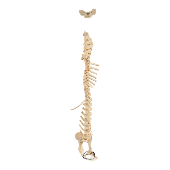 Real Loosely Strung Domestic Dog Spine, Pelvis, and Sacrum