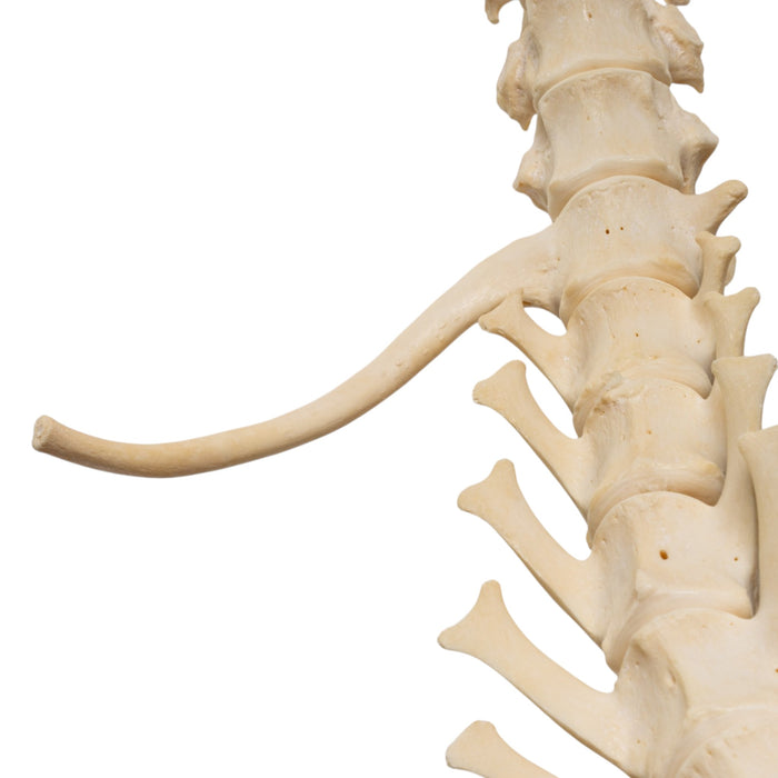 Real Loosely Strung Domestic Dog Spine, Pelvis, and Sacrum