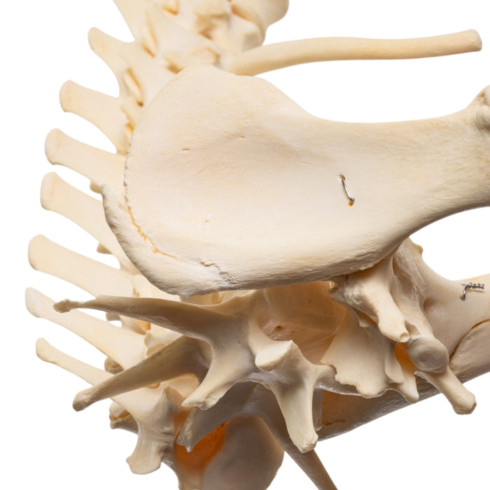 Real Loosely Strung Domestic Dog Spine, Pelvis, and Sacrum