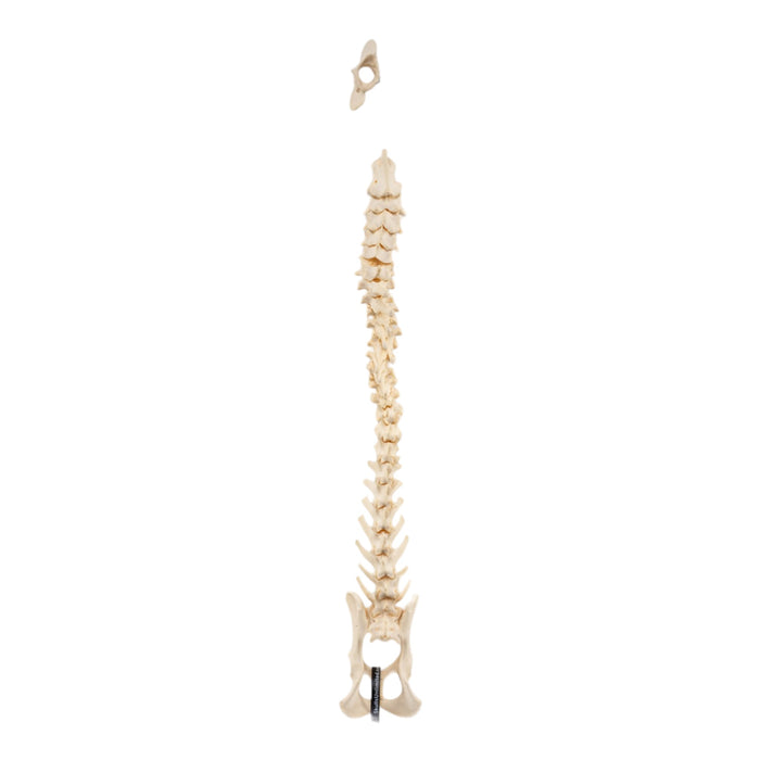 Real Loosely Strung Domestic Dog Spine, Pelvis, and Sacrum