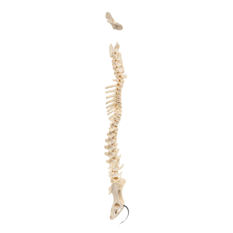 Real Loosely Strung Domestic Dog Spine, Pelvis, and Sacrum