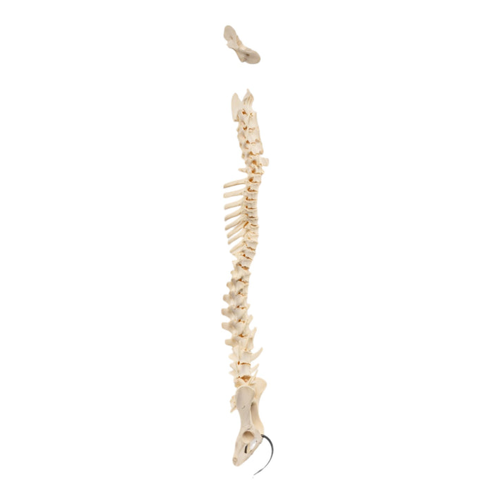 Real Loosely Strung Domestic Dog Spine, Pelvis, and Sacrum