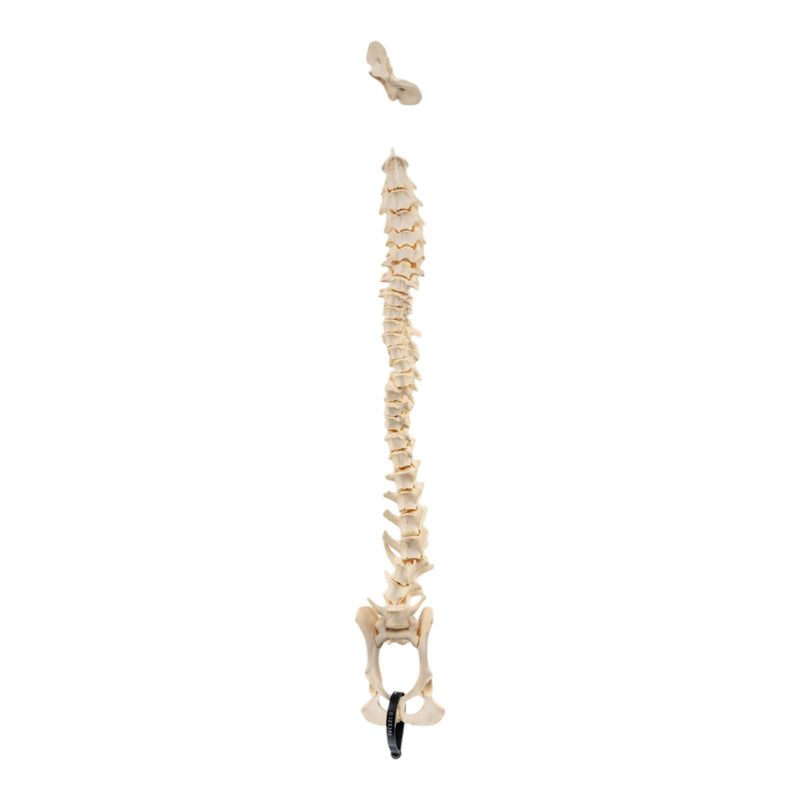 Real Loosely Strung Domestic Dog Spine, Pelvis, and Sacrum