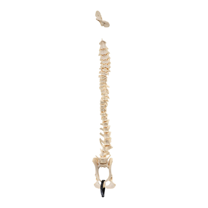 Real Loosely Strung Domestic Dog Spine, Pelvis, and Sacrum