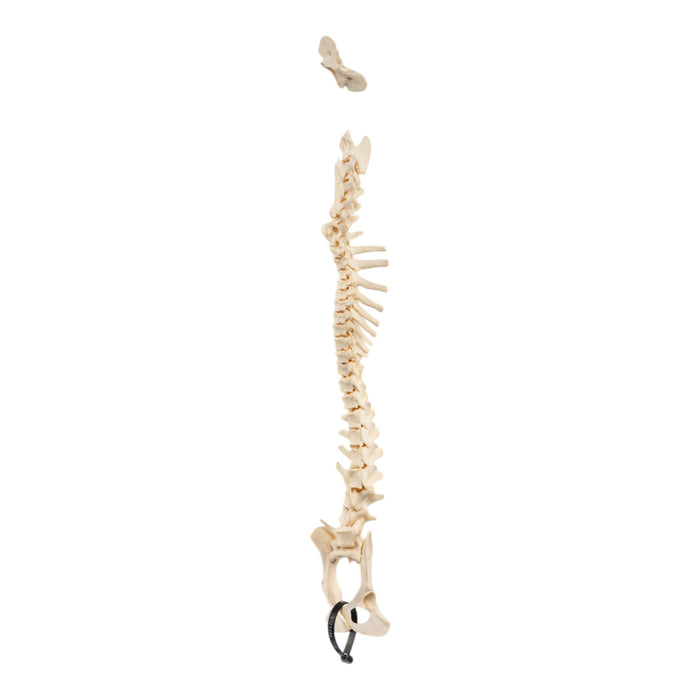 Real Loosely Strung Domestic Dog Spine, Pelvis, and Sacrum