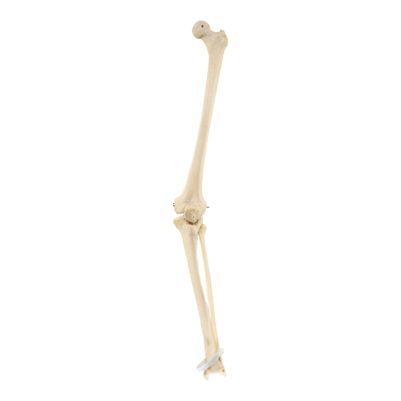 Real Human Left Leg