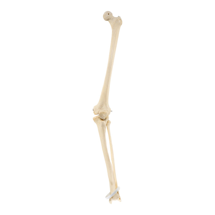 Real Human Left Leg