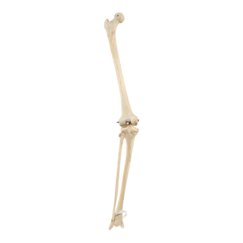 Real Human Left Leg