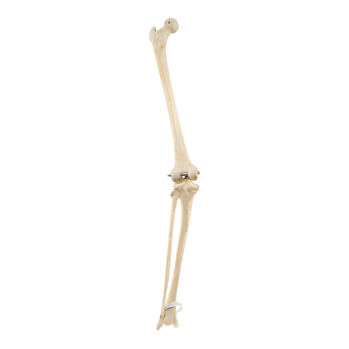 Real Human Left Leg