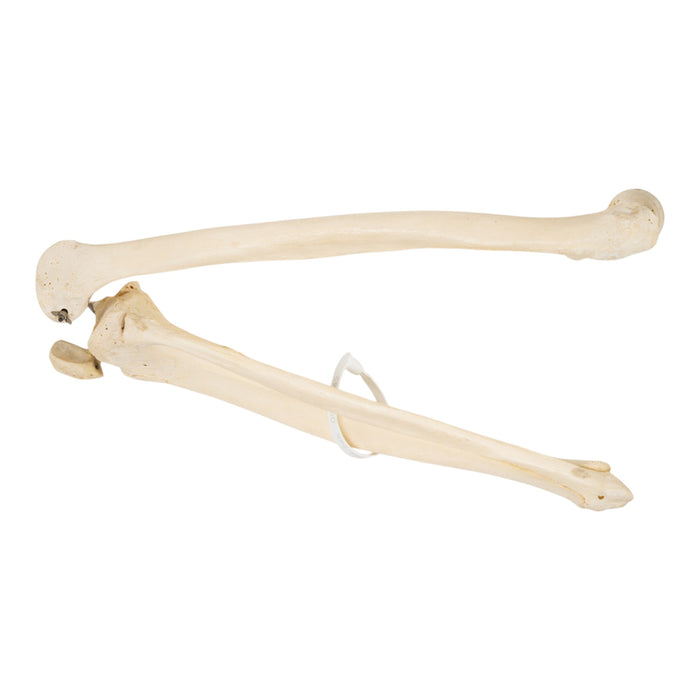 Real Human Left Leg