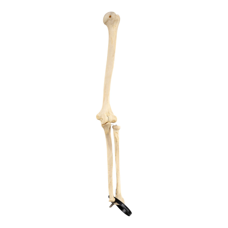 Real Human Left Arm