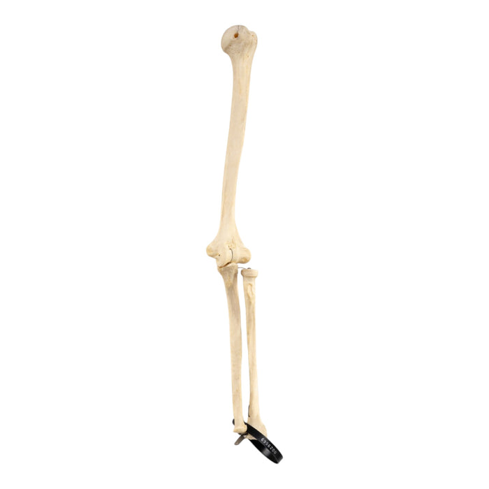 Real Human Left Arm