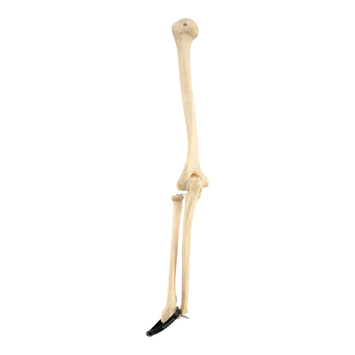 Real Human Left Arm
